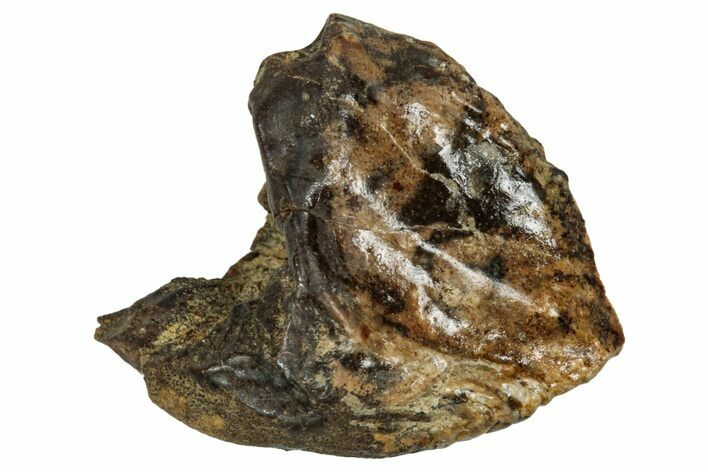 Fossil Dinosaur (Triceratops) Tooth - Montana #339881